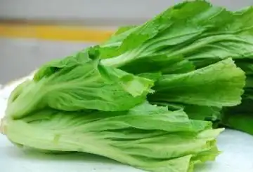 新鲜橄榄菜长什么样子图片 橄榄菜的功效与作用