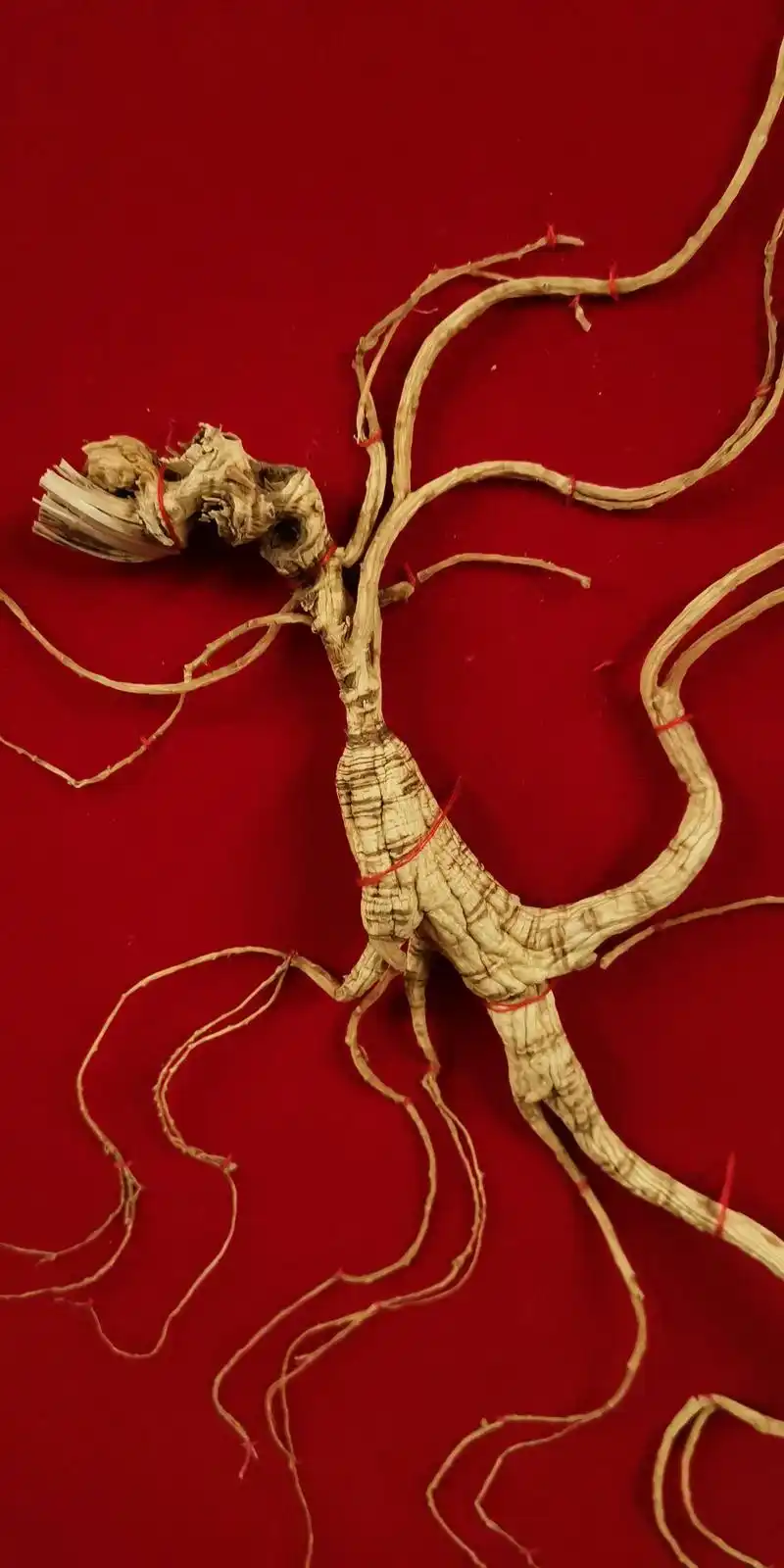 野山参家用服用方法