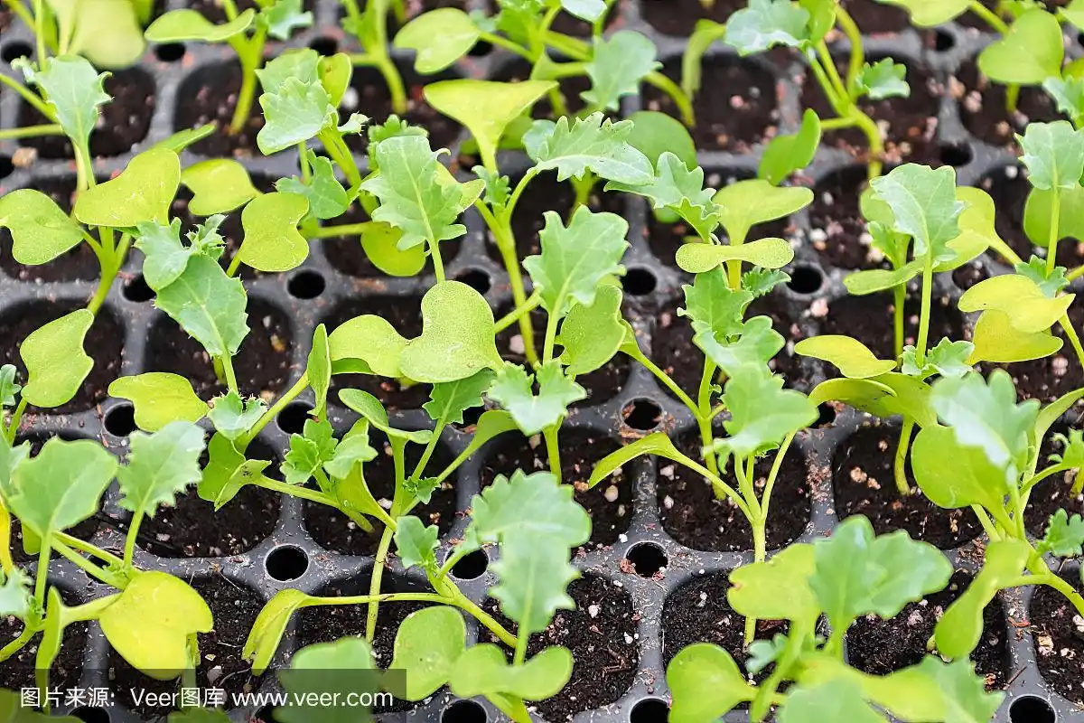 一个羽衣甘蓝幼苗生长在启动盘的特写