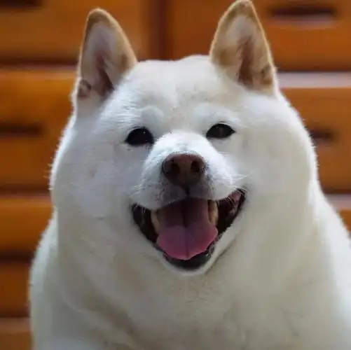 好好的一只白柴,胖成了北极熊!_白色