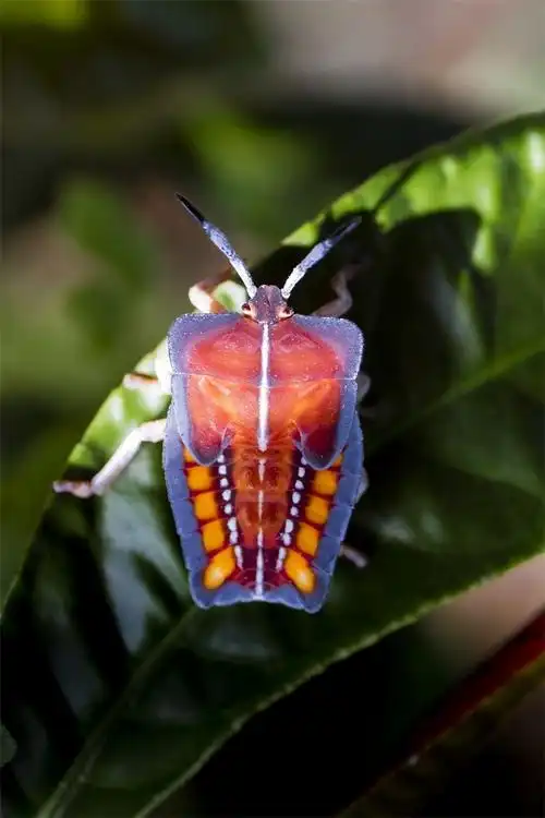 龙眼树上拍到的臭虫