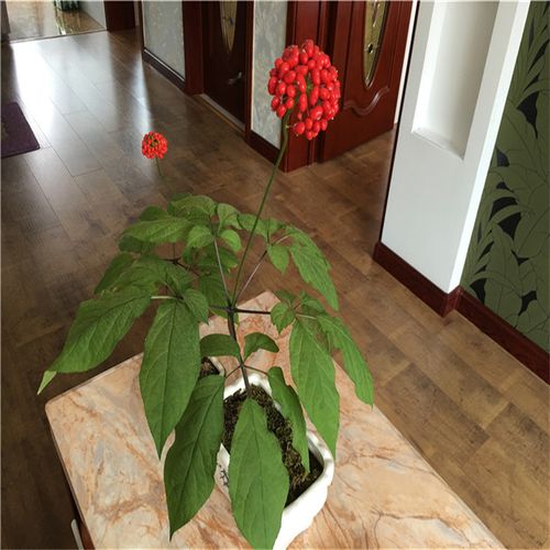 带花带叶发货长白山4年新鲜人参大苗盆栽西洋参盆栽当年开花结果