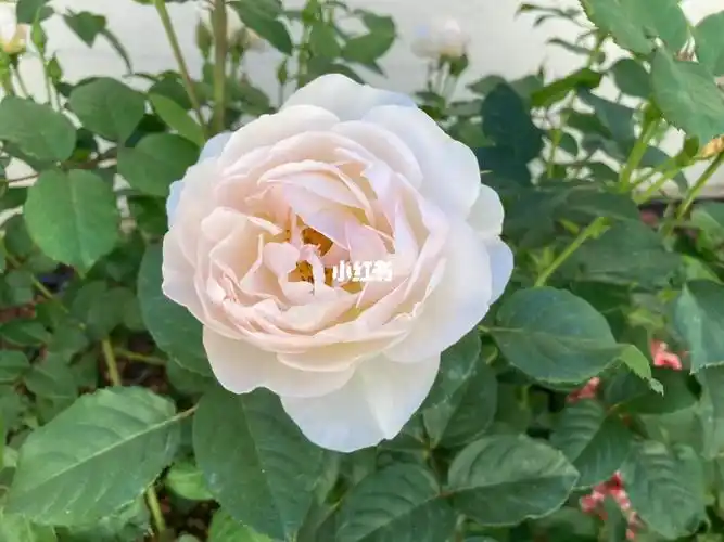 da牧羊女月季复花