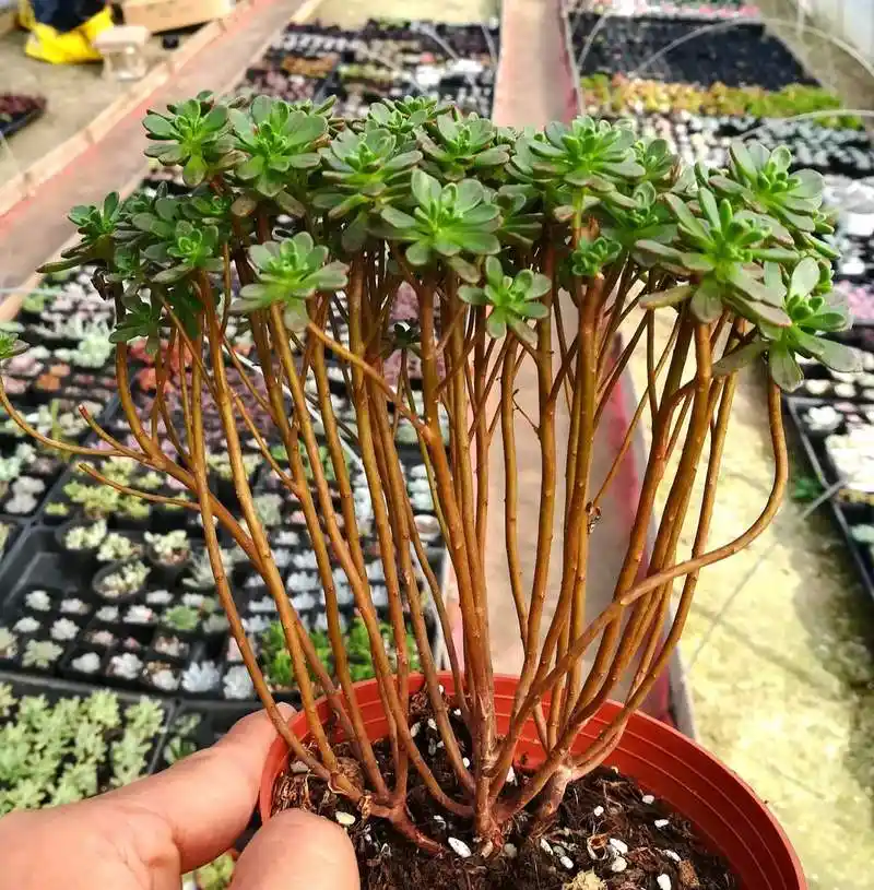 带你认识多肉——小人祭 小人祭是景天科 莲花掌属 别名"日本小松",叶