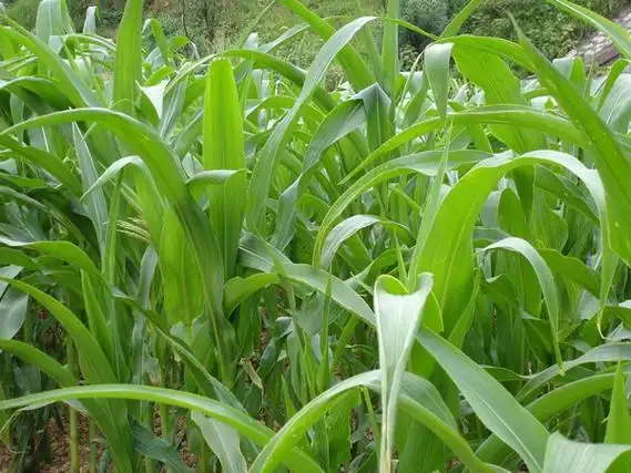 四季常青牧草品种