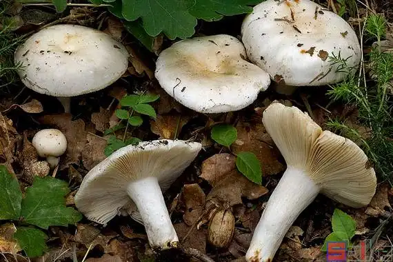 米汤菌_乳白绿菇