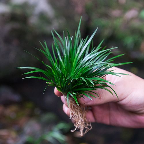 金钱菖蒲小盆景黄金姬虎须附石水培假山水陆缸造景绿植微景观植物