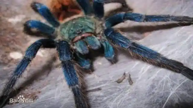 油彩粉红脚蜘蛛又名马提尼克粉红脚蜘蛛,是粉趾属的一员.