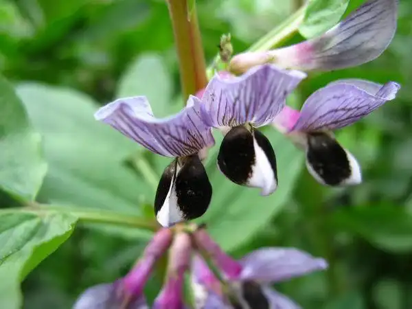 "蚕豆开花"打一词语是什么?