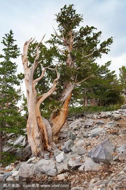 古狐尾松,内华达州大盆地国家公园