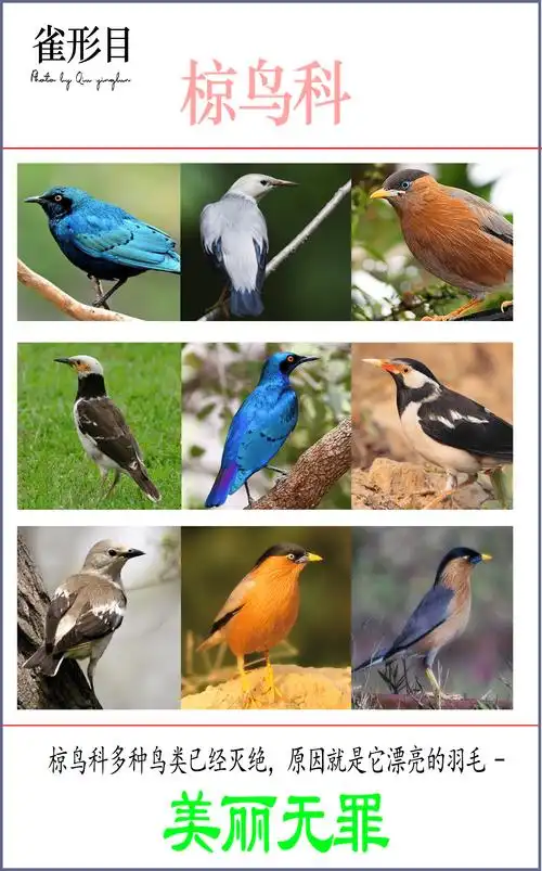 东江揽胜鸟类观察手册27雀形目之椋鸟科