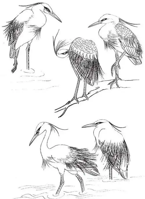 白描白鹭作品欣赏