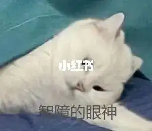 猫咪沙雕表情包