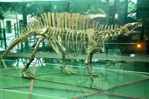 的各类大型恐龙模型,恐龙蛋和恐龙脚印化石,特别是无牙芙蓉龙化石更是