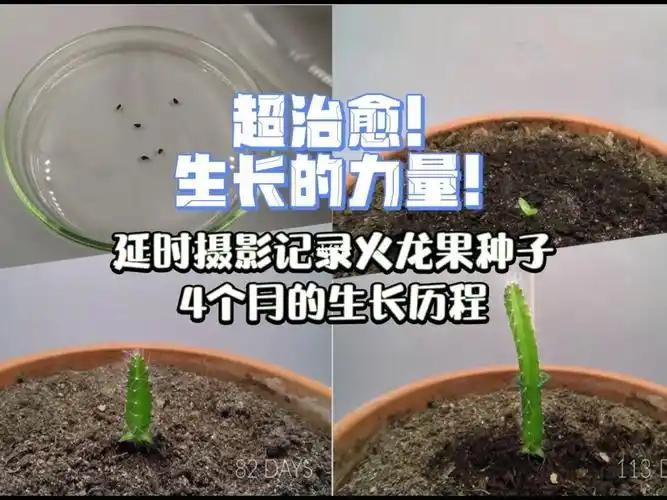 记录火龙果种子4个月的成长之路