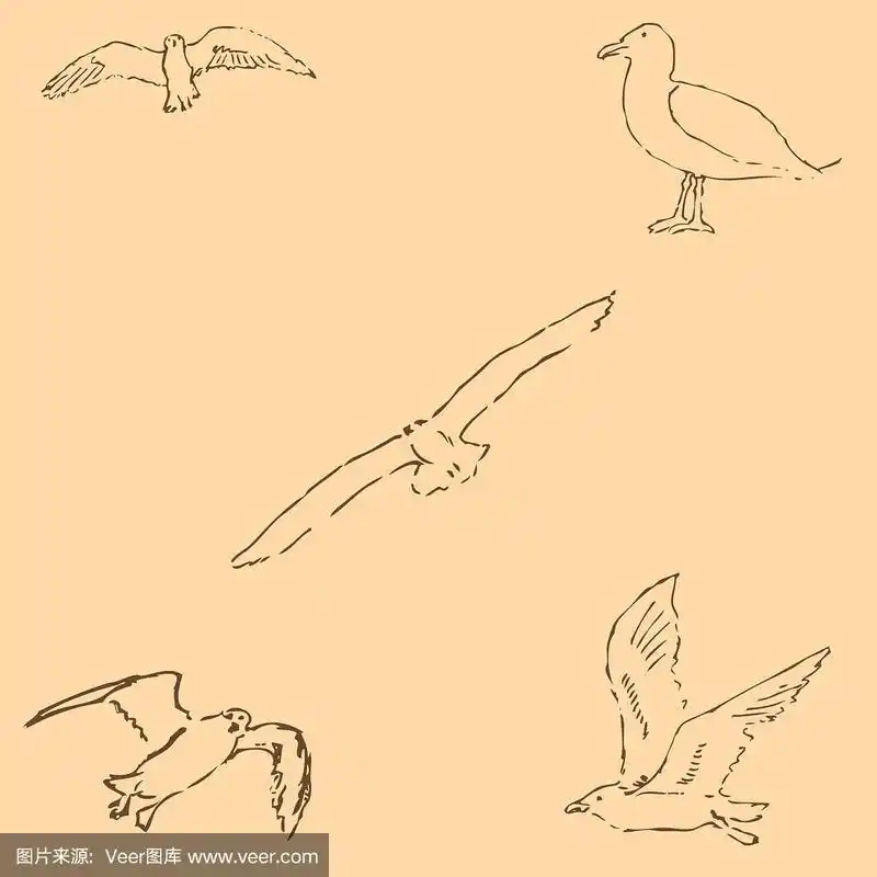 海鸥素描,铅笔手绘图