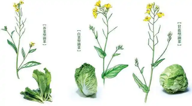 油菜和油菜花啥关系