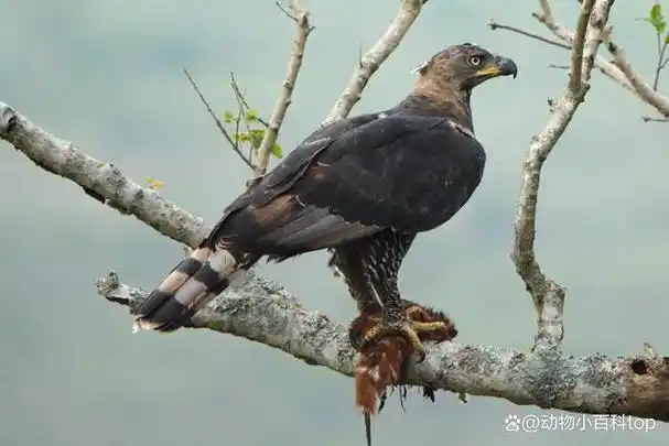 世界上攻击强悍10种鹰