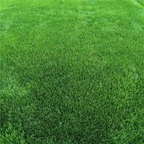 矮麦冬草皮-真草坪供应-绿化草坪供应商