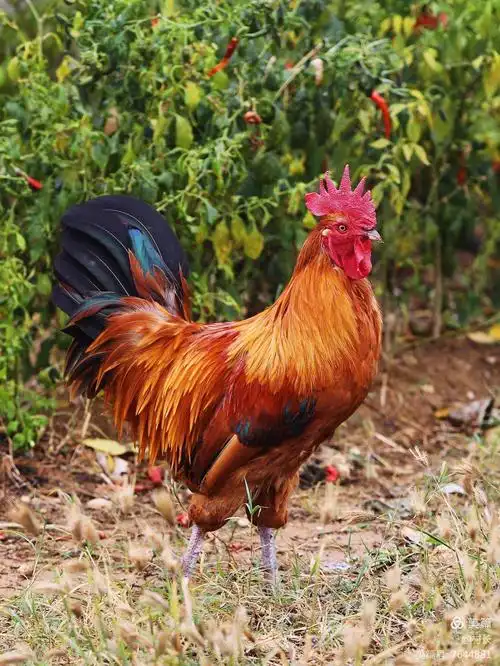 沉痛悼念老家白马村那只生猛的大公鸡,不过,物尽其用,没有你,怎么叫