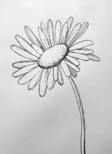 小雏菊,第一次画