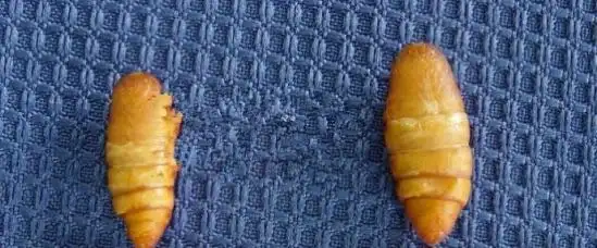 蚕蛹也有雌雄之分,只是我还没有了解到是怎么样区分的.