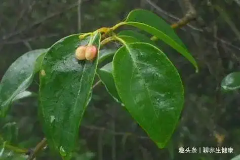 一种民间草药,用来煎水喝,治风湿骨痛,跌打损伤有奇效!