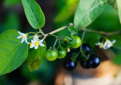 龙葵果,一种紫黑色的野果子,你见过吗?