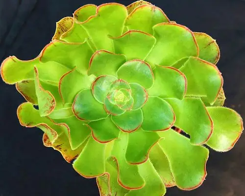 艳姿法师,燕姿法师 – 多肉联萌