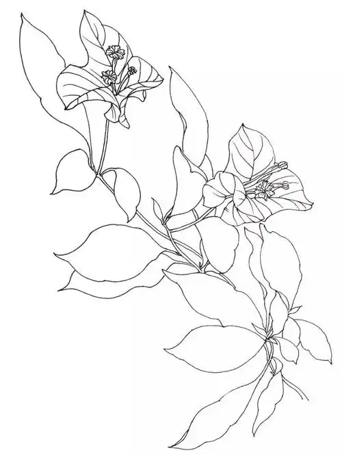 三角梅的写生方法