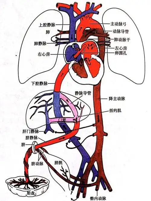 血液循环图简易示意图