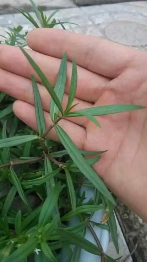 农地里的这"草",人称"蛇总管",是一味镇痛抑毒的良药