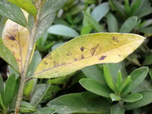 2,病理性病害防治方法:杜鹃花喜酸怕碱,对土壤水平要求很高,以ph值4.