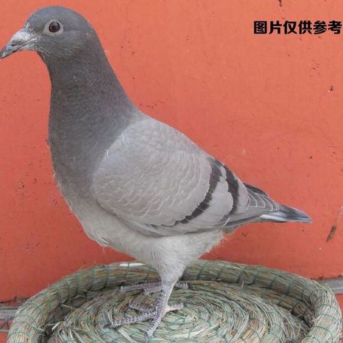 鸽子活体一对精品赛鸽血统鸽真信鸽外血幼鸽千公里信鸽【15天内发货】