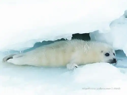 【高清图】 超可爱表情!1024x768海狮精美壁纸图9