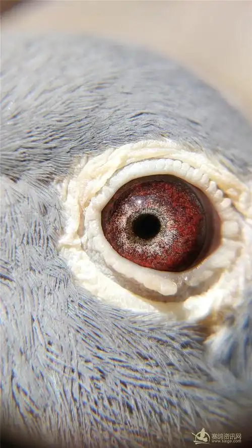 功勋杨阿腾种鸽紫罗兰眼700公里成绩鸽子代本地高位入赏恶劣天有入赏