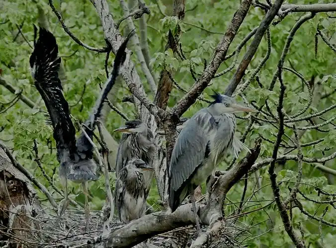 《和睦一家亲》 一一朝阳洞灰鹭爱恋之歌.摄影朱崇玥