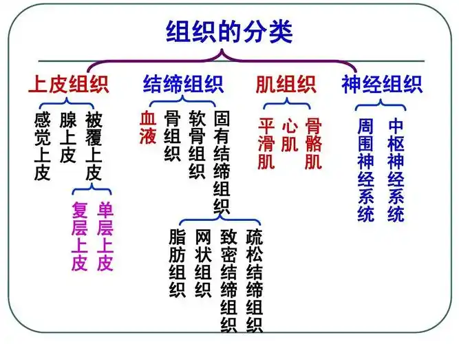 01人体的四大基本组织ppt