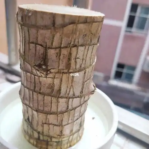 巴西木蒜发芽了