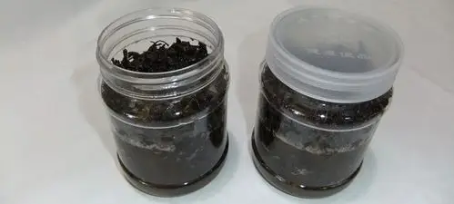 茶叶佛手蜜茶厂家特供金山农家园纯天然保健饮品粤东特产周年特供