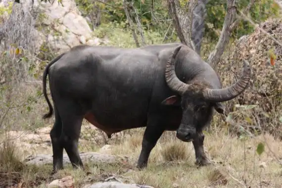 水牛一种最常见的家牛品种但野生数量极为稀少
