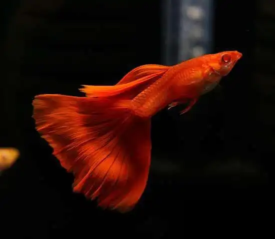 注意这几点你也能拍出令人羡慕的孔雀鱼照片