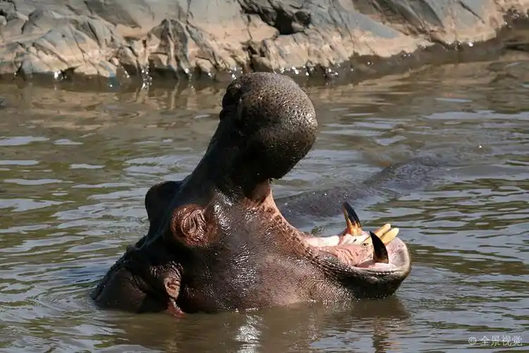 河马_嘴_宽_张嘴_非洲_塞伦盖蒂_野生动物_保护区_旅游_坦桑尼亚_东非