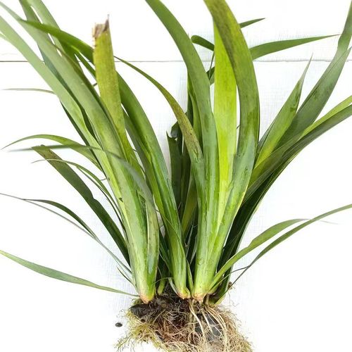 野生新鲜石菖蒲水培绿植物龙根窒内外净化水质植物苗养鱼龟缸造景