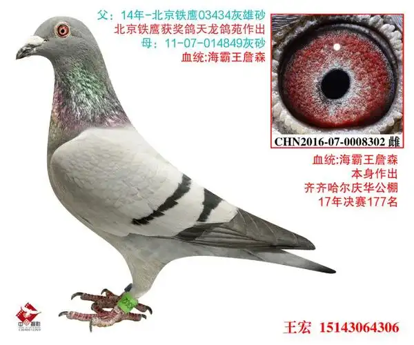 海霸王詹森6-长春王宏鸽舍-中信网爱鸽商城