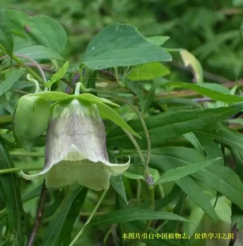 20191114——党参(codonopsis pilosula (franch.) nannf.