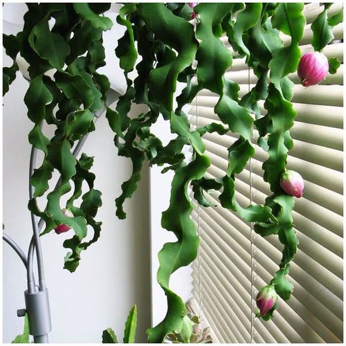 卷叶昙花令箭开花结果可吃室内垂吊盆栽防辐射桌面摆放绿植花卉