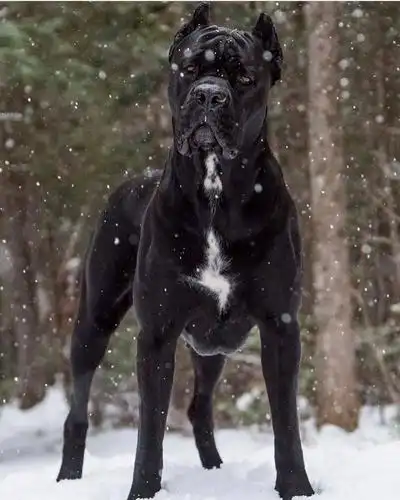大型猛犬战斗力深度分析个个都是狠角色第一名无人不服