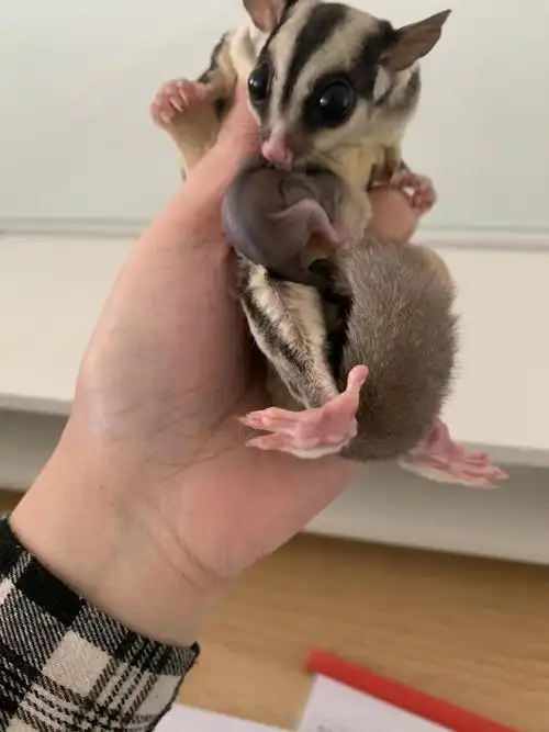 出一只自家手养的蜜袋鼯宝宝