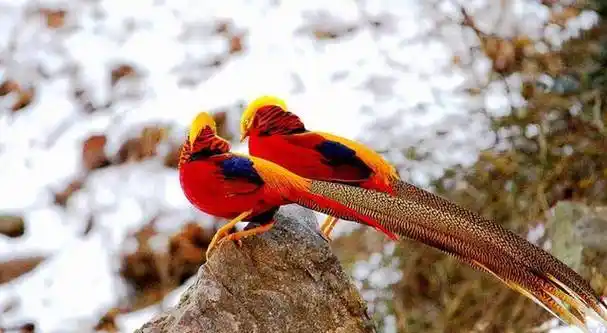 原创一农村放羊大爷发现2只红腹锦鸡误以为是凤凰养4年繁殖40只